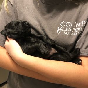 Meet your Posher, Sam